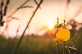 Closeup Sunhemp or Crotalaria juncea flower field Royalty Free Stock Photo