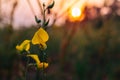 Closeup Sunhemp or Crotalaria juncea flower field Royalty Free Stock Photo