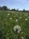 Closeup of a sunlit field of dandelions with clear sky background