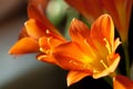 A closeup of sunlit Kafir Lillies Royalty Free Stock Photo