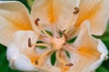 A closeup of sunlit Lillies