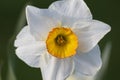 Closeup of a sunlit poet's narcissus with the blurred background