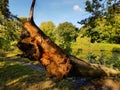 Closeup of a Sunlit Tree Fallen into a River