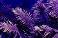 Closeup of sunlit trendy ultra violet fern lush foliage, botanic background