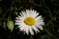 Closeup of a sunny daisy flower - Bellis perennis