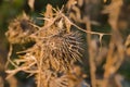 sunny dried brown teasel comb