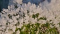 closeup of sunny ice crystals on a frozen leaf Royalty Free Stock Photo