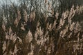 Fluffy reed plumes backlit by the sun with tree silhouettes in the background