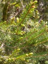 Closeup of sunny spruce buds and needles for fresh nature Royalty Free Stock Photo