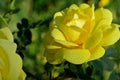 Closeup sunny yellow rose flower petals Royalty Free Stock Photo