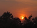 Sunrise Sun up The sun is going up behind the bush black tree background