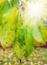 A closeup of the suns rays shines through the green and yellow leaves on the branches of the tree. Woods with dry