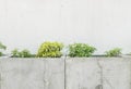 Closeup surface cement pot with green plant on old cement wall textured background in the garden with copy space