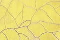 Closeup surface old and crack yellow cement wall texture background Royalty Free Stock Photo