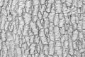 Closeup surface wood pattern at old cracked skin of trunk of tree textured background in black and white tone Royalty Free Stock Photo