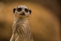 Closeup of the suricate meercat standing Royalty Free Stock Photo