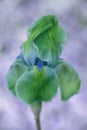 Closeup of surreal green iris flower