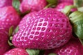 Closeup Surreal Pop Art Style Vivid Pink Colored Fresh Strawberries Pile