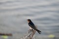 Closeup of a swallow bird standing on a dry tree log with a lake in the background Royalty Free Stock Photo