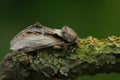 Closeup on the Swallow Prominent moth, Pheosia treumal sitting on a twig against a green background