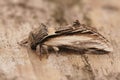 Closeup on the Swallow Prominent owlet moth, Pheosia tremula sitting on wood