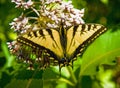 Closeup of a Swallowtail Butterfly on Milkweed Plant