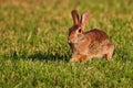 Closeup of a swamp binky rabbit on a green lawn