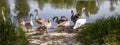 Closeup Of A Swan Bird Family. Two adult Leeds and Seven Gray Swans of Children in the Lake outside the City in Ukraine. Symbol of