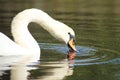 Closeup of swan head in water searching for food with selective focus on foreground Royalty Free Stock Photo