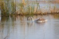 Closeup of swan searching on water with reed reflections Royalty Free Stock Photo