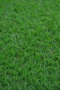 Closeup sward grass background