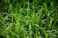 Closeup sward grass background