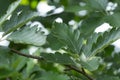 Closeup of Swedish whitebeam, Sorbus intermedia leafs Royalty Free Stock Photo