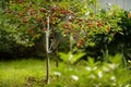 Closeup of sweet cherries merry dwarf tree on green background Royalty Free Stock Photo