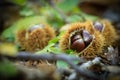 Closeup of sweet chestnuts Marone on a wooden, natural backgro