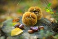 Closeup of sweet chestnuts Marone on a wooden, natural backgro