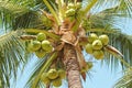 Closeup of sweet coconut palm tree with many young fruit