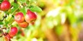 Closeup of sweet red apples growing on apple tree branch with green leaves with copy space. Healthy natural fruit Royalty Free Stock Photo