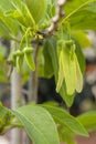 Sweetsop, or Sugar-Apple Buds Royalty Free Stock Photo