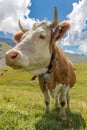 Closeup of a swiss cow at the alp Royalty Free Stock Photo