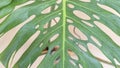 Closeup of swiss cheese plant leaf Royalty Free Stock Photo