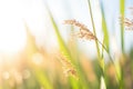 closeup of switchgrass, a biofuel crop, in the sun