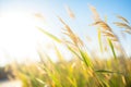 closeup of switchgrass, a biofuel crop, in the sun