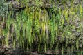 Closeup of sword ferns hanging together from cliff near Kamokila Village, Kauai, Hawaii, USA Royalty Free Stock Photo