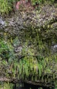 Closeup sword ferns on top of Fern Grotto Kamokila Village, Kauai, Hawaii, USA Royalty Free Stock Photo