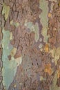 The closeup of a sycamore`s tree bark