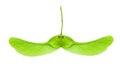 Closeup of sycamore seeds isolated on a white background. Detail for design. Macro. File contains clip path