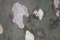 Closeup of sycamore tree crust, bark of platan, texture, old wood, pattern.