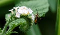 Closeup of Synanthedon moth perched on a flower in green grass