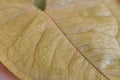 Closeup of a syngonium leaf